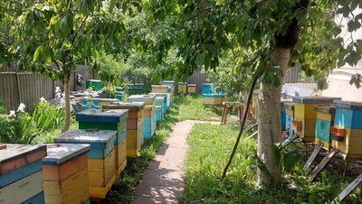 Пасічник доглядає близько 50 бджолосімей Пасічник доглядає близько 50 бджолосімей