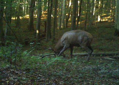 В Ужанському нацпарку фотопастка зафіксувала диких тварин В Ужанському нацпарку фотопастка зафіксувала диких тварин
