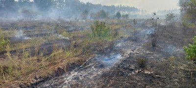"Підійти до вогню було нереально". На Кіровоградщині внаслідок обстрілу горіло понад 110 гектарів лісу "Підійти до вогню було нереально". На Кіровоградщині внаслідок обстрілу горіло понад 110 гектарів лісу