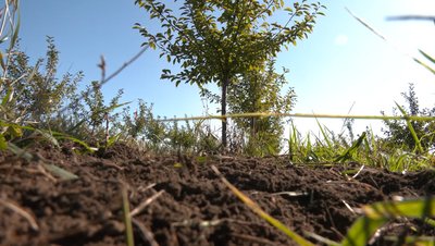 Як вирощують вишневі сади на Рівненщині Як вирощують вишневі сади на Рівненщині