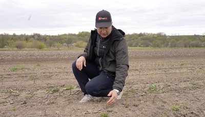 Спаржа померзла: фермери на Черкащині підраховують збитки