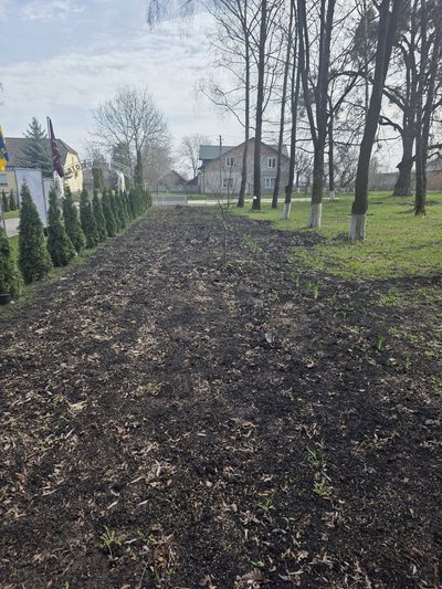 На Тернопільщині з Алеї Героїв викрали саджанці дерев На Тернопільщині з Алеї Героїв викрали саджанці дерев