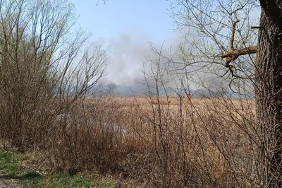 Горить очерет, ДСНС, Тернопільщина, пожежники, спалення сухої трави