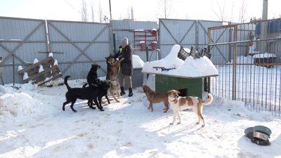 Понад 100 собак живуть у Центр стерилізації тварин у Рівному