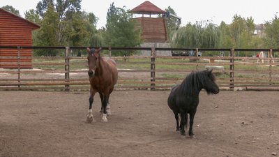 коні зоопарк тварини поповнення ламанча козенята цапи Слов’янськ Донецька область 5 вересня 2024 рік коні зоопарк тварини поповнення ламанча козенята цапи Слов’янськ Донецька область 5 вересня 2024 рік