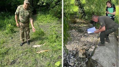 У річці Случ на Житомирщині загинуло 24 тонни риби — екоінспектори встановлюють причини У річці Случ на Житомирщині загинуло 24 тонни риби — екоінспектори встановлюють причини