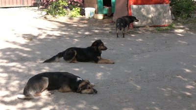 У кропивницький травмпункт щодня звертаються люди, яких покусали безпритульні собаки. Чи будуватимуть для них притулок У кропивницький травмпункт щодня звертаються люди, яких покусали безпритульні собаки. Чи будуватимуть для них притулок