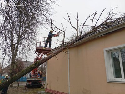 Вітер повалив дерева і залишив без світла: наслідки негоди на Житомирщині
