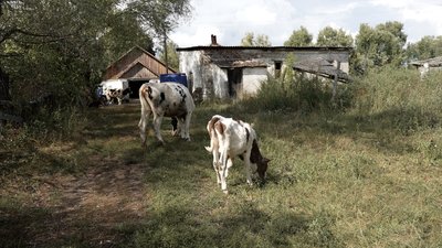 "Нікому ці корови не були потрібні": на Чернігівщині на території центру соцадаптації виявили рештки худоби