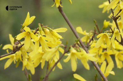 "Третя весна без сина": як на Одещині доглядають сад загиблого військового Бориса Айзенберга "Третя весна без сина": як на Одещині доглядають сад загиблого військового Бориса Айзенберга