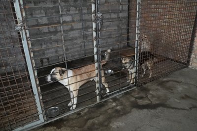 Покинуті, але не самі: як у Херсоні комунальники й волонтери рятують тварин під обстрілами Покинуті, але не самі: як у Херсоні комунальники й волонтери рятують тварин під обстрілами