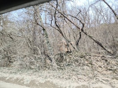 Кримський ліс Кримський ліс