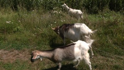 Кози пасуться на природі Кози пасуться на природі