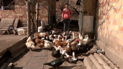"Слідкуємо, щоб були здорові": на Черкащині вакцинують домашню птицю "Слідкуємо, щоб були здорові": на Черкащині вакцинують домашню птицю