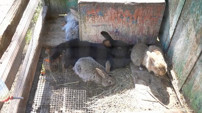 Овечки та кроленята: у зоокуточку Хмельницького показали нових тварин Овечки та кроленята: у зоокуточку Хмельницького показали нових тварин