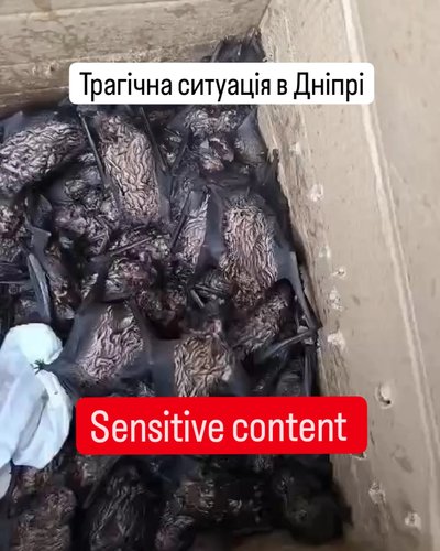 У Дніпрі через необережність людей загинули майже 300 кажанів