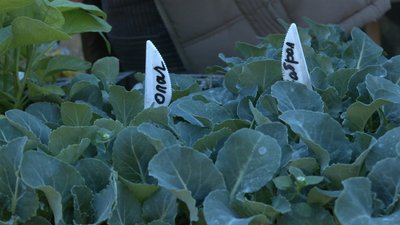 У Житомирі стартував продаж ранньої розсади: що купують і які ціни У Житомирі стартував продаж ранньої розсади: що купують і які ціни