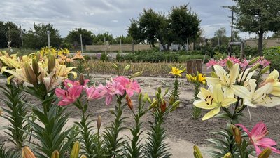 Квіти сад Райгородок Донецька область 2 липня 2025 рік Квіти сад Райгородок Донецька область 2 липня 2025 рік