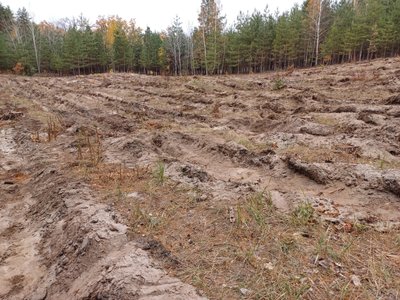 Осіння висадка на Полтавщині: скільки гектарів з’явиться нового лісу Осіння висадка на Полтавщині: скільки гектарів з’явиться нового лісу