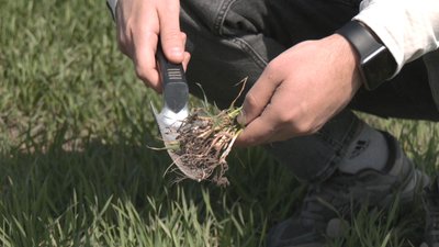 Весняна посівна, озима пшениця Весняна посівна, озима пшениця