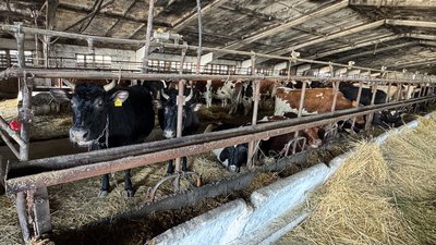 Знизилась закупівельна ціна на молоко: на Кіровоградщині є випадки здешевлення літра на дев'ять гривень Знизилась закупівельна ціна на молоко: на Кіровоградщині є випадки здешевлення літра на дев'ять гривень