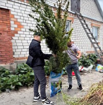 Поліцейські Житомирщини виявили понад 400 рослин конопель у приватному господарстві Поліцейські Житомирщини виявили понад 400 рослин конопель у приватному господарстві