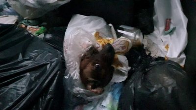 Він лупцює, а вона – любить: історії травмованих людьми тварин з Черкащини Він лупцює, а вона – любить: історії травмованих людьми тварин з Черкащини