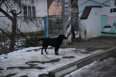 Собака, Івано-Франківщина Собака, Івано-Франківщина