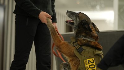 Як працює пошуково-рятувальний кінологічний загін "Антарєс" з Дніпропетровщини Як працює пошуково-рятувальний кінологічний загін "Антарєс" з Дніпропетровщини