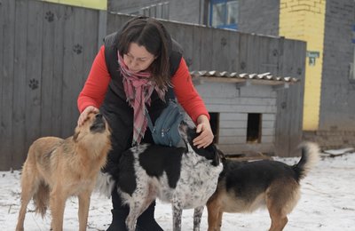 Донор Каштанка, старожила Найда і Касандра: хто живе в притулку собак у Конотопі Донор Каштанка, старожила Найда і Касандра: хто живе в притулку собак у Конотопі