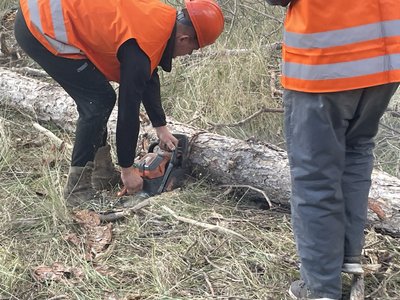 Лісничі пиляють дерево Лісничі пиляють дерево