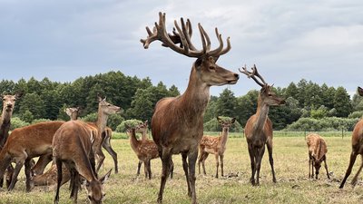 Олені, лані та муфлони: як обживаються на новому місці евакуйовані з Краснопільщини тварини Олені, лані та муфлони: як обживаються на новому місці евакуйовані з Краснопільщини тварини
