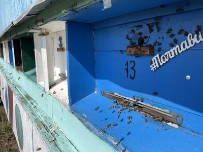 На Полтавщині пасічники завершують збір меду: яким буде урожай 2026-го