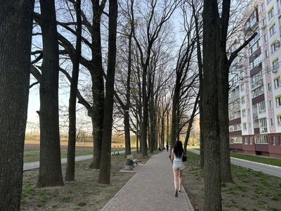 У селі на Полтавщині місцеві скаржаться, що працівники ЖКГ обрізали здорові дерева У селі на Полтавщині місцеві скаржаться, що працівники ЖКГ обрізали здорові дерева
