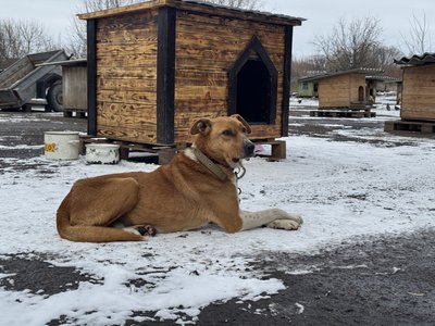 У Сумах прийняли понад 50 собак і котів, евакуйованих із Миропілля У Сумах прийняли понад 50 собак і котів, евакуйованих із Миропілля