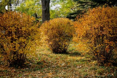 одеський ботсад