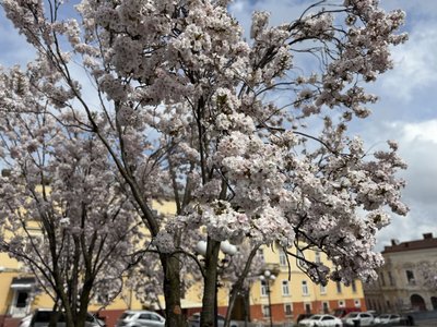 "Залежить від сорту": чому у Чернівцях ще не зацвіли усі сакури