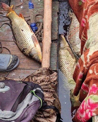 У Дунайському заповіднику на Одещині виявили незаконний вилов севрюги У Дунайському заповіднику на Одещині виявили незаконний вилов севрюги