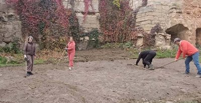 грядка, квітник, тюльпани грядка, квітник, тюльпани