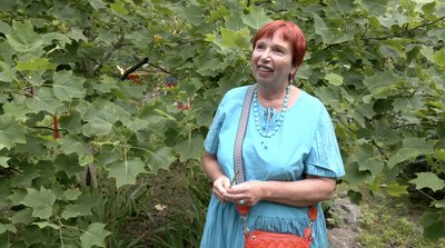Тюльпани на дереві: на Черкащині можна помилуватися екзотичною красою Тюльпани на дереві: на Черкащині можна помилуватися екзотичною красою
