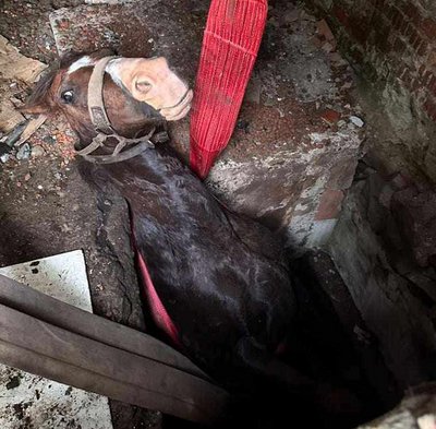 На Львівщині рятувальники витягли коня, який провалився у бетонну яму На Львівщині рятувальники витягли коня, який провалився у бетонну яму