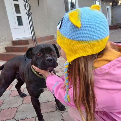Сім'я загиблого військового з Буковини прихистила собаку, яку він знайшов на фронті Сім'я загиблого військового з Буковини прихистила собаку, яку він знайшов на фронті