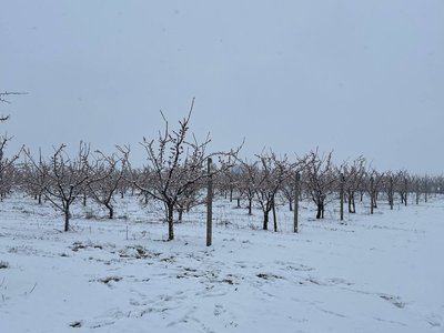 Чи буде врожай: як зима вплинула на сади Вінниччини Чи буде врожай: як зима вплинула на сади Вінниччини