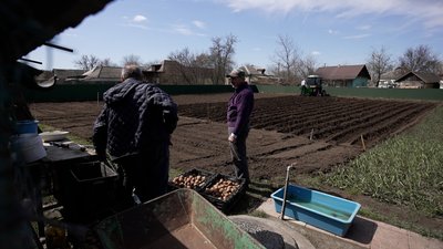 Посадити картоплю на Чернігівщині трактором: скільки коштує Посадити картоплю на Чернігівщині трактором: скільки коштує