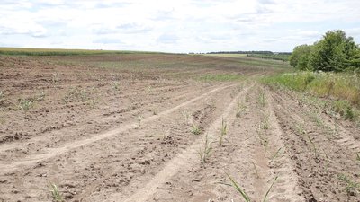 На Вінниччині вперше висадили міскантус: використовуватимуть для виробництва пелет та підстилки для тварин На Вінниччині вперше висадили міскантус: використовуватимуть для виробництва пелет та підстилки для тварин