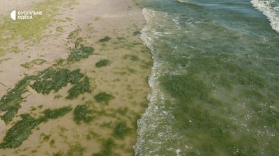 Водорості на одеських пляжах: чому їх стає більше і як це впливає на Чорне море Водорості на одеських пляжах: чому їх стає більше і як це впливає на Чорне море