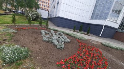 Сурфінії, бегонії, каланхое, герань: у Кропивницькому висадять майже 30 тисяч різних квітів Сурфінії, бегонії, каланхое, герань: у Кропивницькому висадять майже 30 тисяч різних квітів