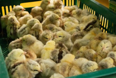 Продаж молодняка домашньої птиці на Полтавщині: чи зросли ціни Продаж молодняка домашньої птиці на Полтавщині: чи зросли ціни