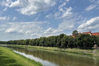 В Ужгороді цвітуть липи: міфи та цікаві факти про липову алею у місті В Ужгороді цвітуть липи: міфи та цікаві факти про липову алею у місті