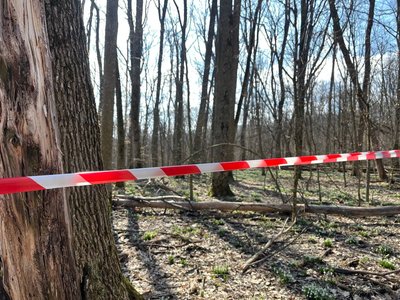 Акція "Первоцвіт": у Холодному Яру на Черкащині розквітли підсніжники Акція "Первоцвіт": у Холодному Яру на Черкащині розквітли підсніжники